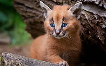 Small lynx cub, Cute wildlife, Steppe lynx, High-quality HD wallpaper