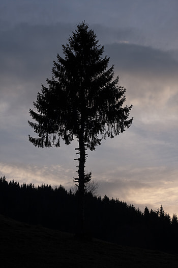 Pine, Twilight, Dark, Silhouette, Wood, Tree, Dusk HD phone wallpaper