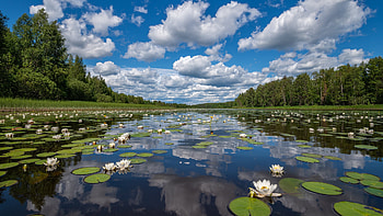 White Lotus Flowers Pond Leaves Between Green Trees Grass Under White Clouds Blue Sky Reflection On Water Nature HD wallpaper