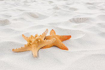 Close up, sand, starfish HD wallpaper
