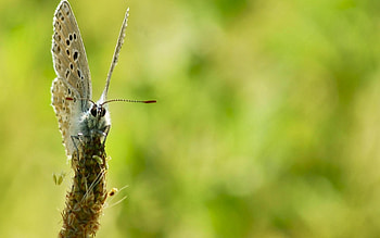 Nature, Summer, Flower, Macro, Butterfly HD wallpaper