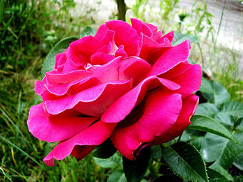 Plants, Flowers, Roses HD wallpaper