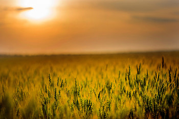 Agriculture, cereal, corn farm, sunset HD wallpaper