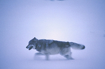 Snow Runner, winter, dog, lone wolf, canis lupus, wolf pack, wolf, howling, abstract, pack, snow, mythical, majestic, white, timber, wolves, lobo, grey, howl, grey wolf, beautiful, spirit, wild animal black, nature, friendship, canine, arctic, wolf , solitude HD wallpaper