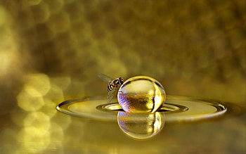 Insects, Bees HD wallpaper
