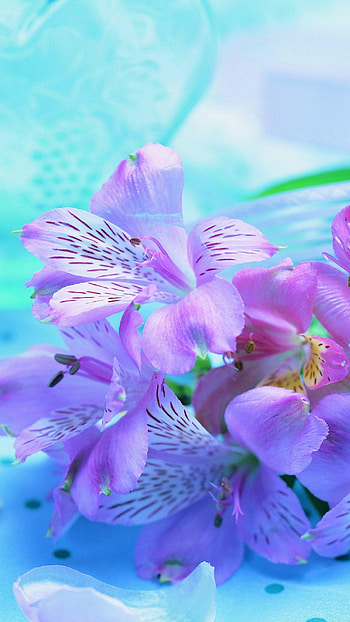 Flower, Adorable Violet Flower HD phone wallpaper