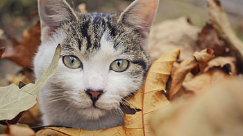 Cute Cat, cute, cat, pet, animals HD wallpaper