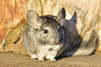 Chinchilla , Adorable pet, Small and fluffy, Rodent companions HD wallpaper
