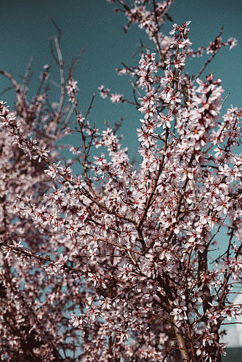 Flowers, Sky, Branches, Bloom, Flowering, Spring HD phone wallpaper