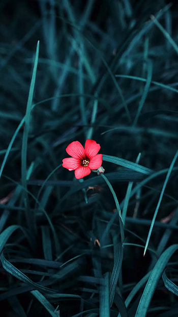 Grass Flower, android HD phone wallpaper