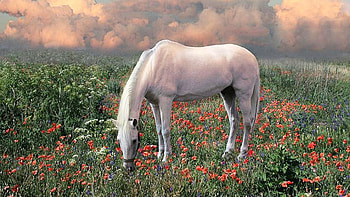 Flowers On The Hill, white horses, wildlife, animals, nature, flowers, ponies, hill HD wallpaper