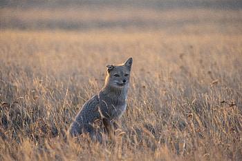 Animals, Fox, Grey, Wildlife, Animal, American Fox HD wallpaper