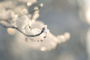 Winter, Ice, Snow, Macro, Branches HD wallpaper