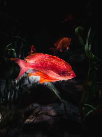 Animals, Water, Aquarium, Fish, Orange Fish HD phone wallpaper