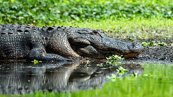 Crocodile, animal, nature, large animal HD wallpaper
