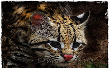 cutie big cat, cat, big, cutie HD wallpaper