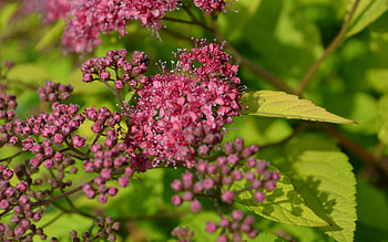 Plants, Flowers HD wallpaper