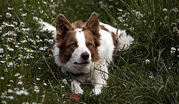 Animals, Grass, To Lie Down, Lie, Dog, Spotted, Spotty HD wallpaper