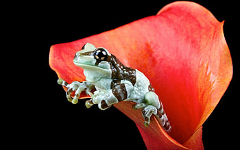 Animals, Nature, Flower, Frog HD wallpaper
