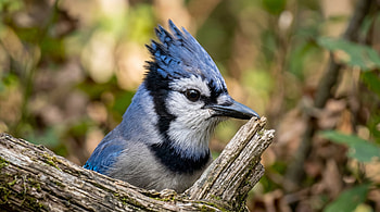 Blue Jay Majesty — HD wallpaper
