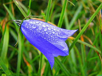 Plants, Flowers HD wallpaper