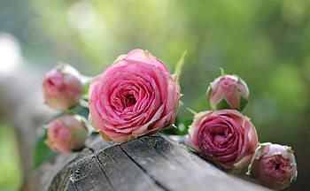 Pinks Roses on Wood, pink, wood, roses, life, still HD wallpaper
