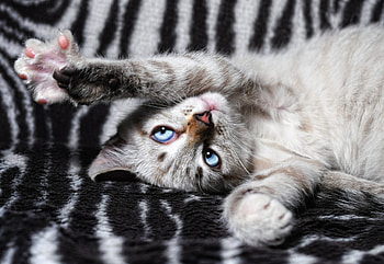 Animals, Cat, Lies, Playful, Paws HD wallpaper