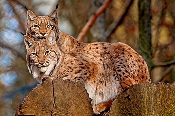 Animals, Predators, Iris, Couple, Pair, Big Cats HD wallpaper