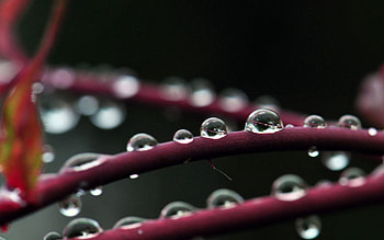Drops, Plant, Macro, Branches, Dew HD wallpaper