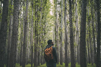 A man with a backpack explores a lush green forest, surrounded by tall trees. HD wallpaper