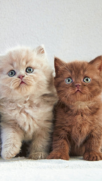 Two Cute Kittens, kitten, Animal, cat HD phone wallpaper