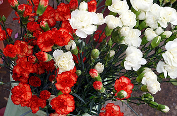 Flowers, Carnations, Lot HD wallpaper