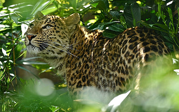 Animals, Grass, Leopard, Spotty, Spotted, Predator, Big Cat HD wallpaper