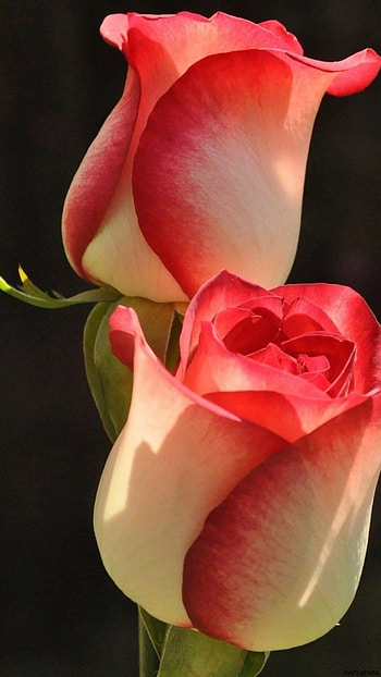 Beautiful Flowers, Rose HD phone wallpaper