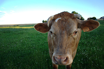 Animals, Field, Meadow, Cow HD wallpaper