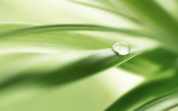 Grass, Leaves, Macro, Blur, Smooth, Drop HD wallpaper