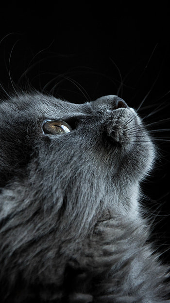 Cat, Animals, Keywords, Keywords HD phone wallpaper