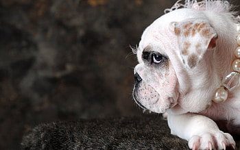 Animals, Decorations, Dog, Muzzle, Beads HD wallpaper