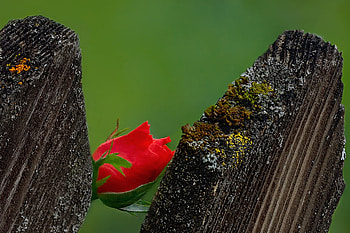 shy rose, rose, bud, red, nature, flowers, shy HD wallpaper