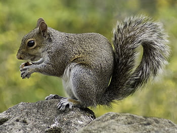 Gray squirrel perched on a rock enjoying a nut. Captured in a natural outdoor setting. HD wallpaper