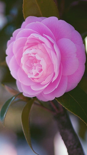 Rose Flower, Soft, Pink Rose HD phone wallpaper