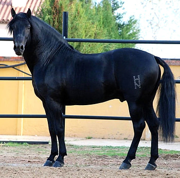 Ebony Beauty, spanish, andalusian, horses, black HD wallpaper