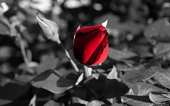 Beautiful, black, roses, red, beauty HD wallpaper