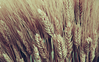 Grass, Macro, Bouquet, Ears, Ripe, Spikes HD wallpaper