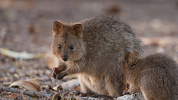 San Diego Zoo, Quokka HD wallpaper