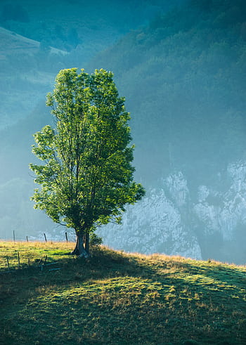 Tranquil landscape of a solitary tree on a grassy hillside, perfect for nature lovers. HD phone wallpaper