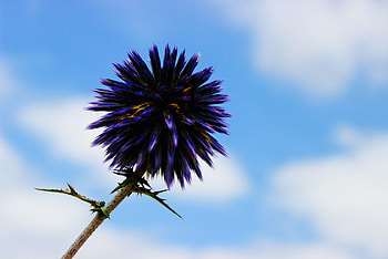 Violet, Flower, Macro, Purple, Thistle HD wallpaper