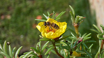 Yellow flower, Bee's paradise, Floral , Nature's marvel HD wallpaper