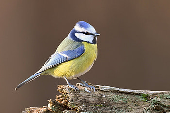 Blue tit, yellow, bird, nature, pitigoi, pasari HD wallpaper