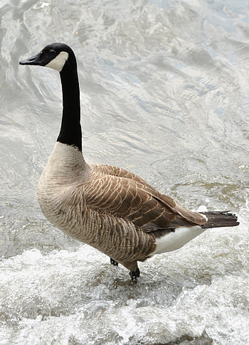 Geese , Nature's beauty, Feathered marvels, background HD phone wallpaper